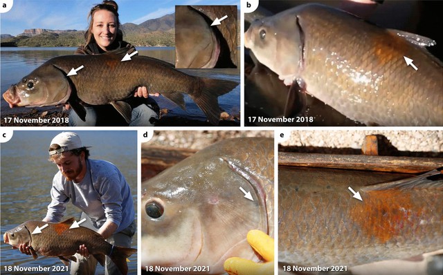 Sống hơn một thế kỷ, không lão hóa và nghịch lý sinh tồn của loài cá cổ đại Bắc Mỹ đang bị lãng quên - Ảnh 3.