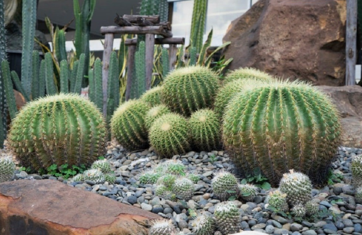 3 loại c&acirc;y bị cho l&agrave; mang "vận xui", năm 2026 n&ecirc;n tr&aacute;nh trồng trong s&acirc;n nh&agrave;- Ảnh 3.