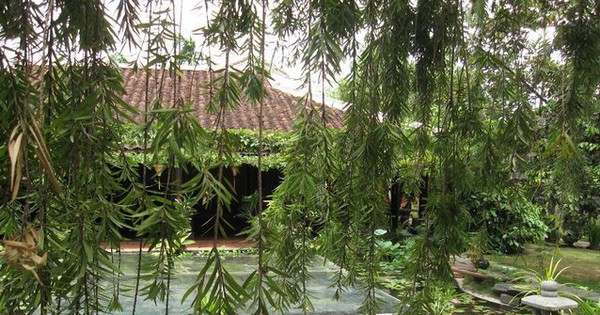 3 loại c&acirc;y đặt tại ph&ograve;ng kh&aacute;ch gi&uacute;p năm mới B&iacute;nh Ngọ may mắn, tiền &ndash; t&agrave;i đều c&oacute; - Ảnh 2.