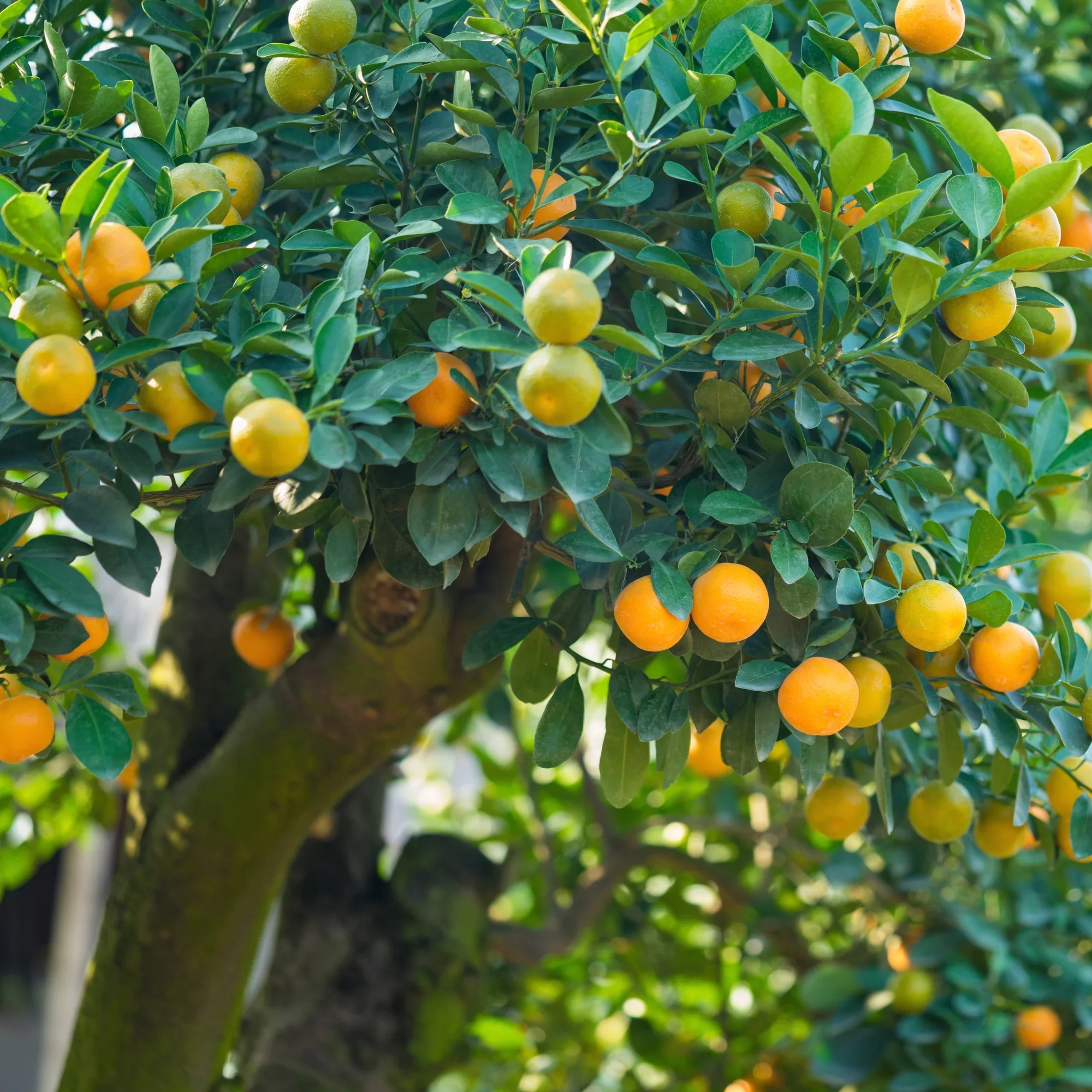 2 loại c&acirc;y n&ecirc;n trồng trước cửa nh&agrave; v&agrave;o năm mới: "H&uacute;t" t&agrave;i lộc, l&agrave;m thuốc cho cả gia đ&igrave;nh - Ảnh 1.