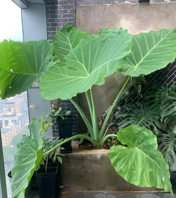 4 c&acirc;y "xui tận mạng", đẹp đến mấy cũng CHỚ trồng trong nh&agrave; - Ảnh 3.