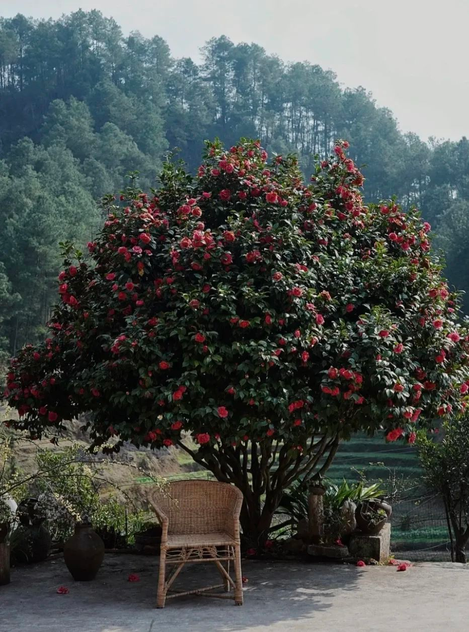 4 người thế hệ 9x bỏ phố về qu&ecirc; x&acirc;y nh&agrave;: Căn rẻ nhất 350 triệu, đổi lấy tự do chỗ ở- Ảnh 8.