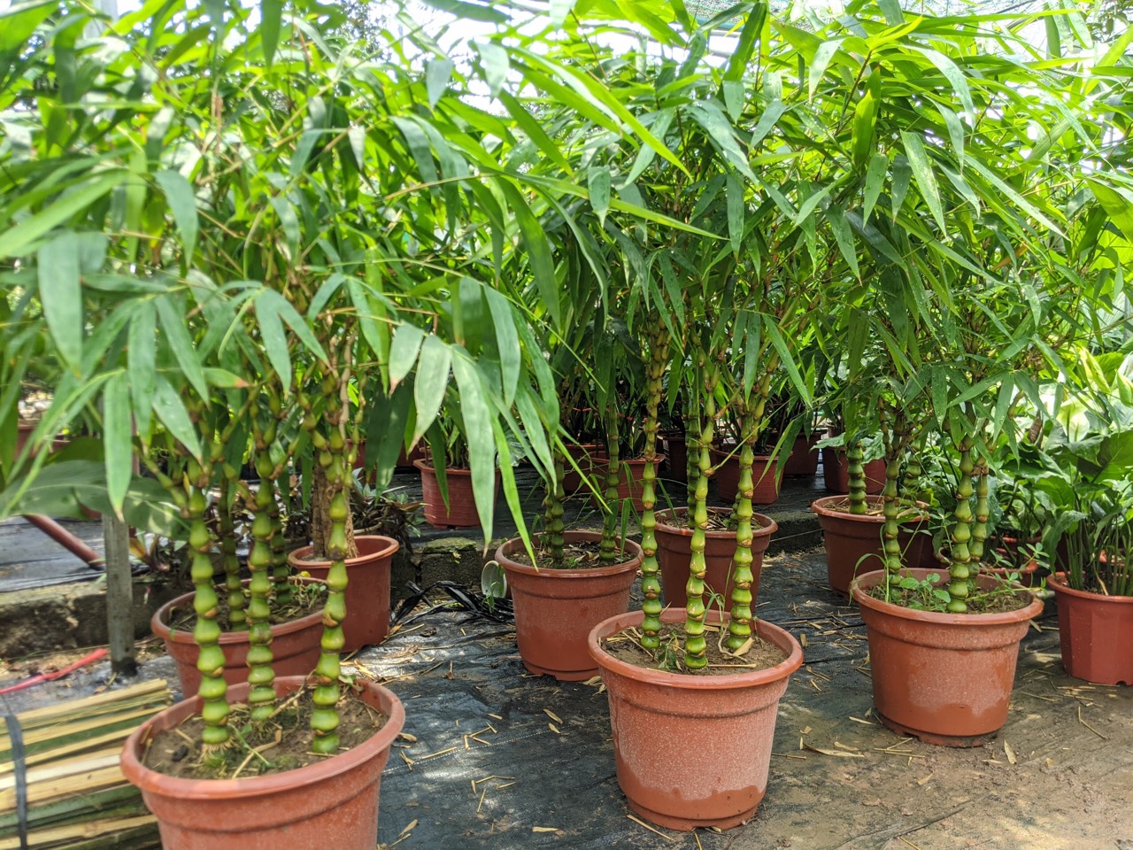 2 loại c&acirc;y n&ecirc;n trồng trước cửa nh&agrave; v&agrave;o năm mới: "H&uacute;t" t&agrave;i lộc, l&agrave;m thuốc cho cả gia đ&igrave;nh - Ảnh 2.