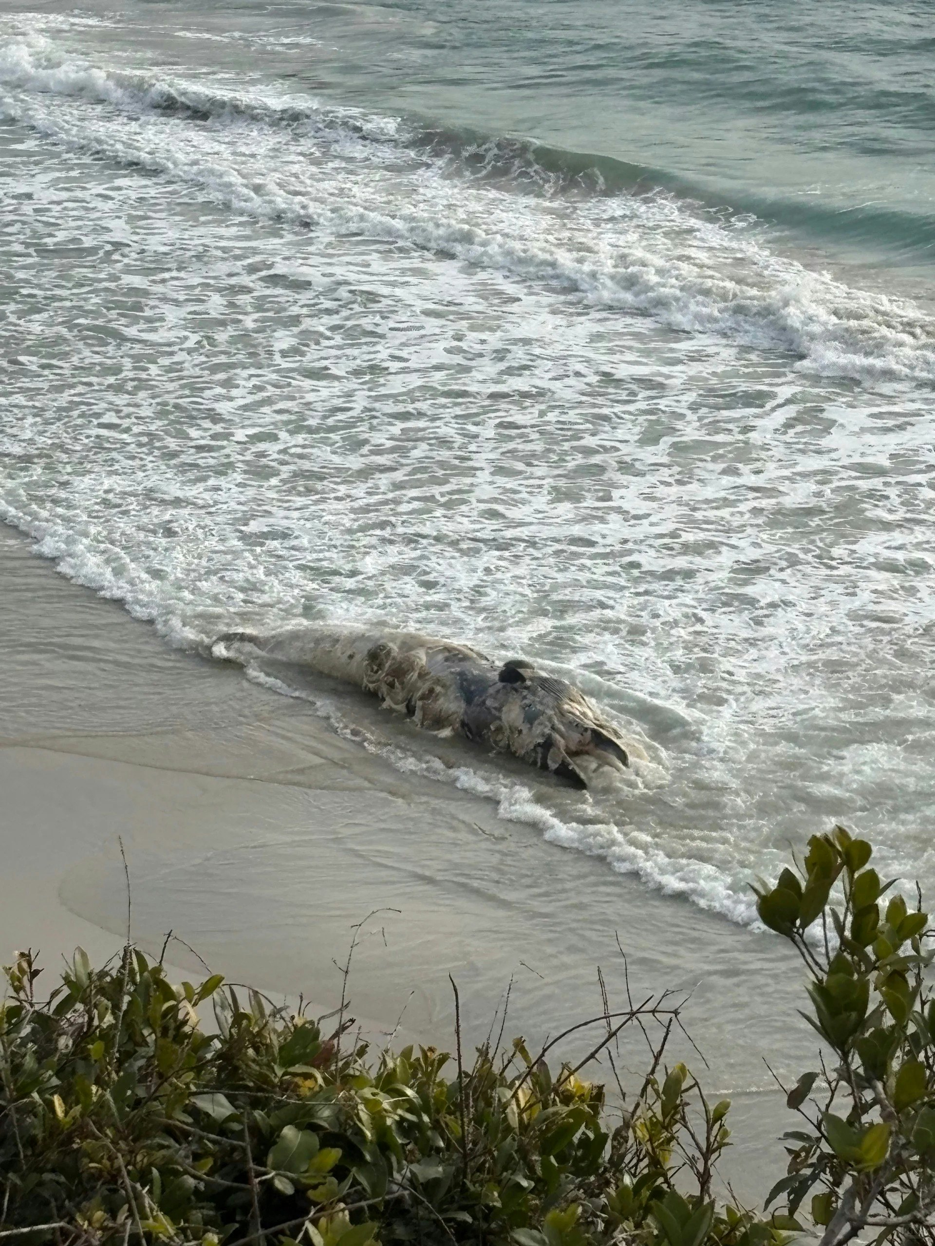 Vật thể lạ d&agrave;i 11m dạt v&agrave;o b&atilde;i biển g&acirc;y bất ngờ cho người d&acirc;n - Ảnh 2.