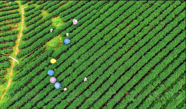 Địa phương miền núi của Việt Nam có chè ngon nức tiếng, giá trên 100 triệu đồng/kg- Ảnh 2.