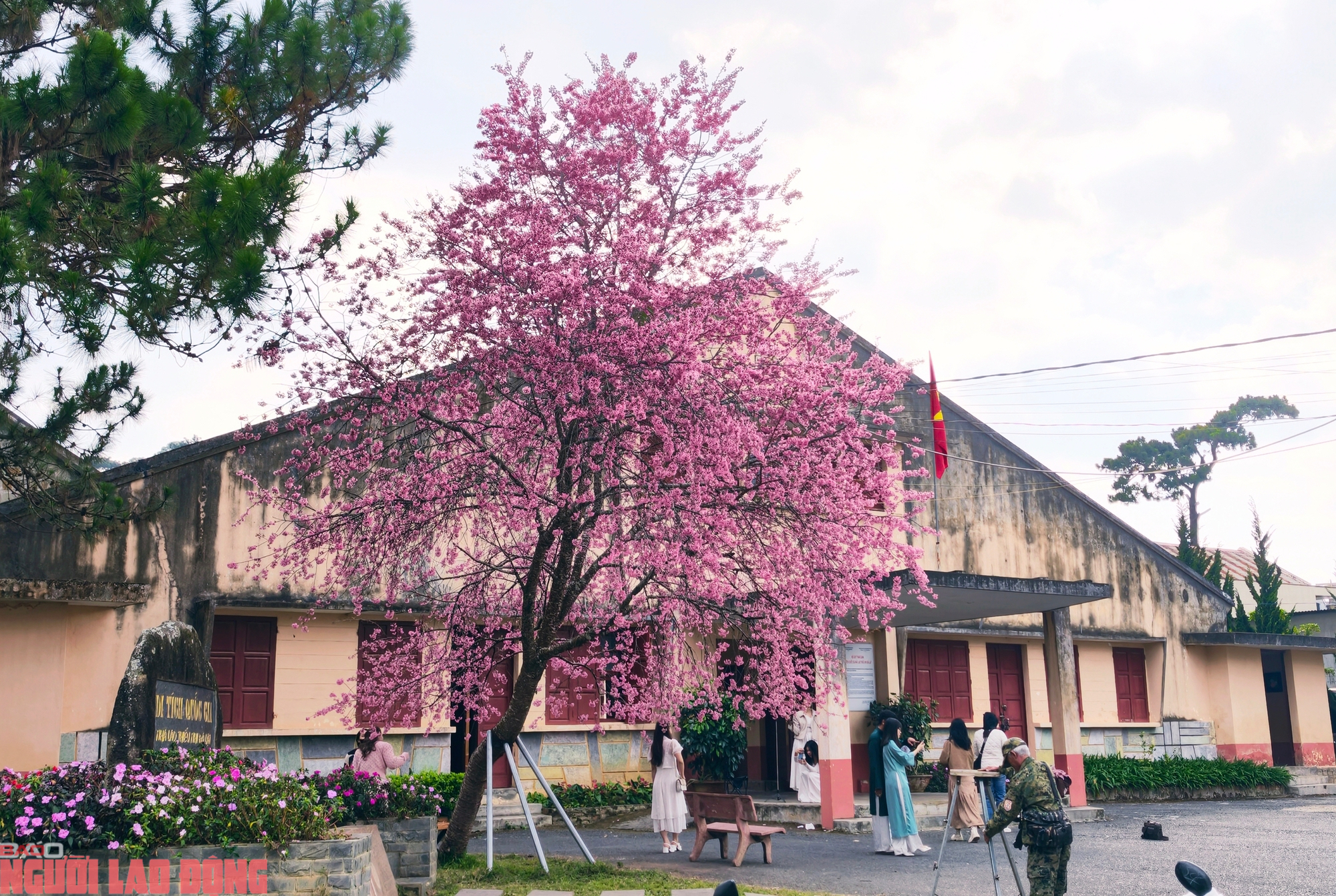 Cây mai anh đào "siêu hot" ở Đà Lạt, hàng trăm người chờ check-in mỗi ngày - Ảnh 1.