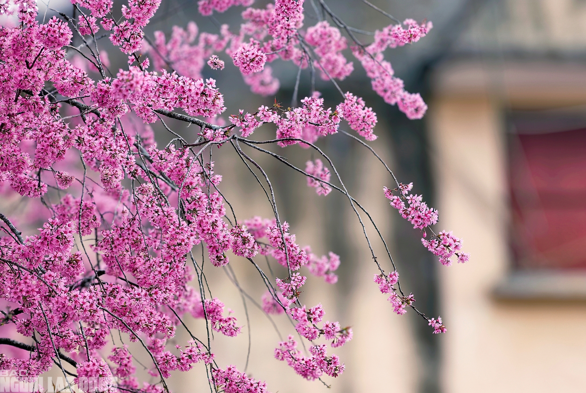 Cây mai anh đào "siêu hot" ở Đà Lạt, hàng trăm người chờ check-in mỗi ngày - Ảnh 3.