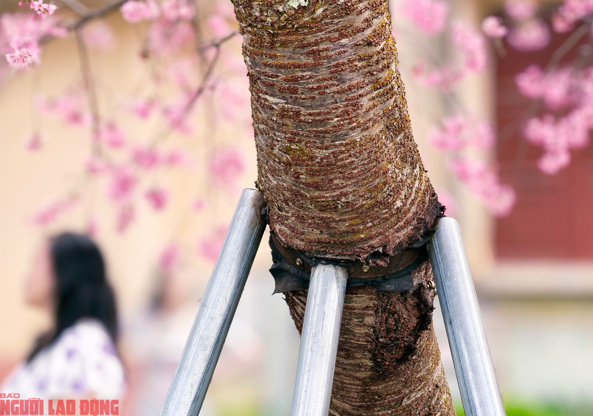 Cây mai anh đào "siêu hot" ở Đà Lạt, hàng trăm người chờ check-in mỗi ngày - Ảnh 5.