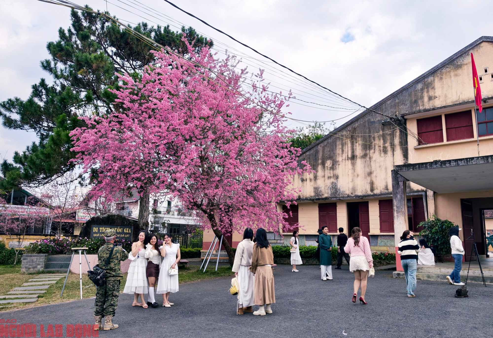 Cây mai anh đào "siêu hot" ở Đà Lạt, hàng trăm người chờ check-in mỗi ngày - Ảnh 6.
