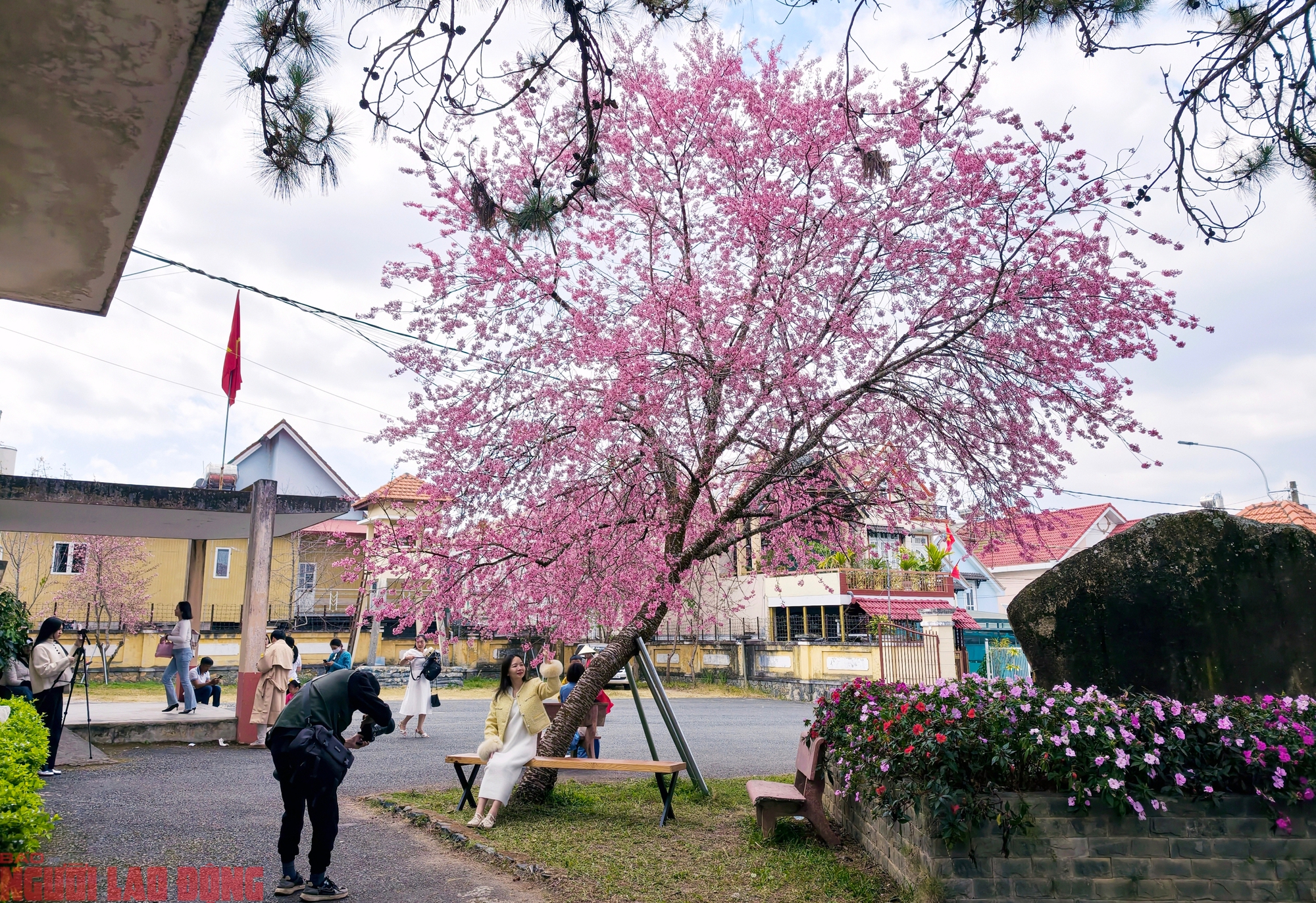 Cây mai anh đào "siêu hot" ở Đà Lạt, hàng trăm người chờ check-in mỗi ngày - Ảnh 7.