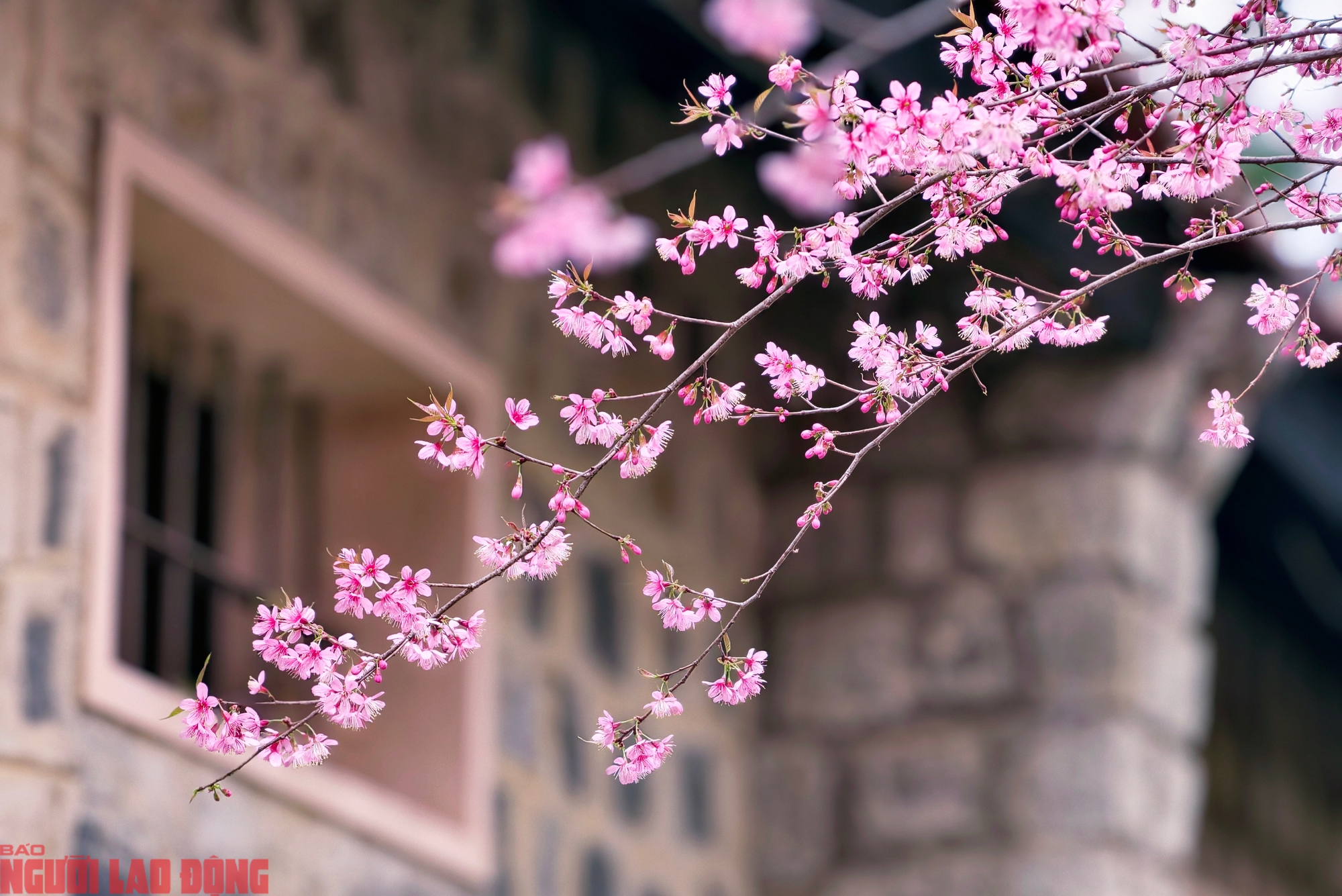 Cây mai anh đào "siêu hot" ở Đà Lạt, hàng trăm người chờ check-in mỗi ngày - Ảnh 8.