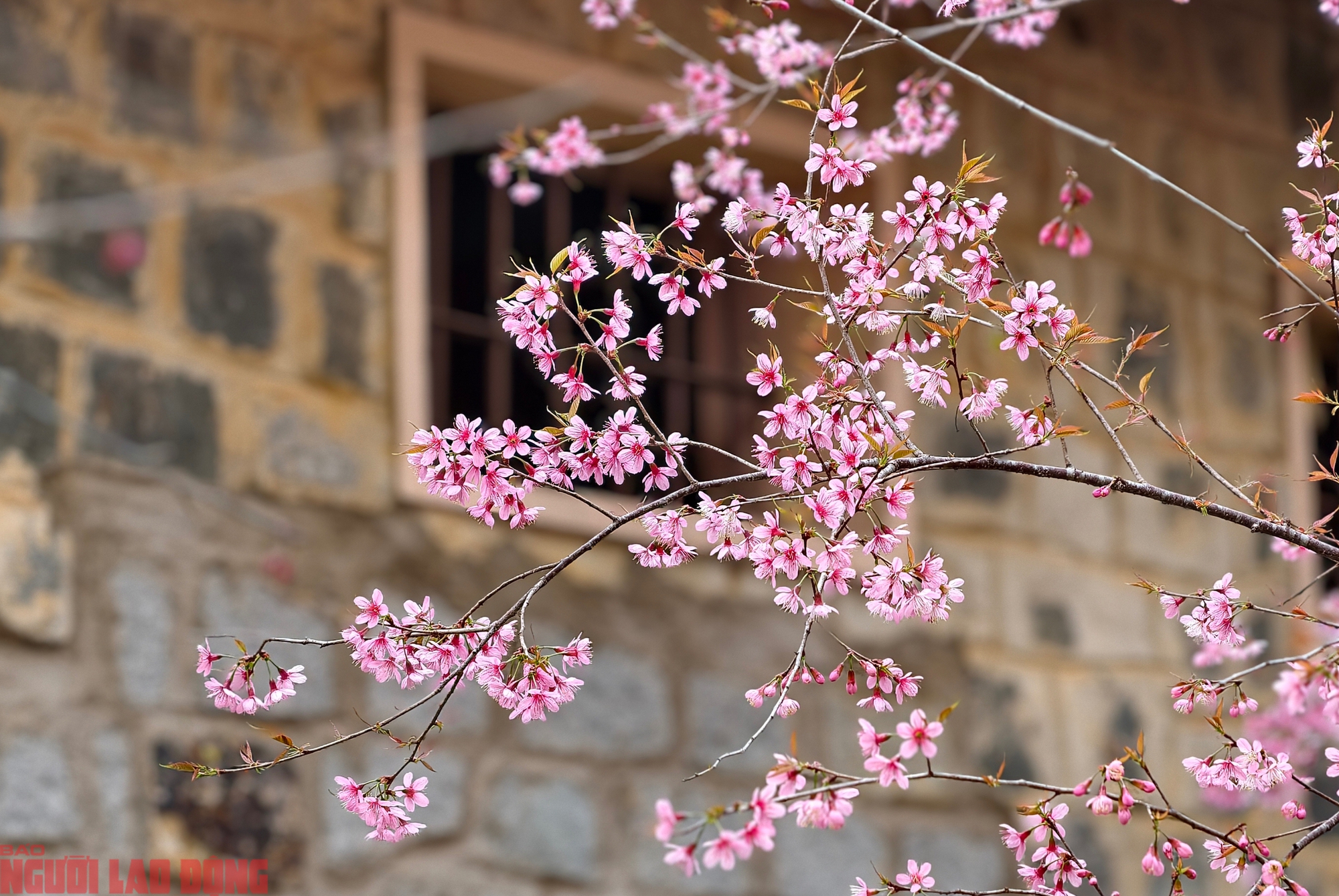 Cây mai anh đào "siêu hot" ở Đà Lạt, hàng trăm người chờ check-in mỗi ngày - Ảnh 10.