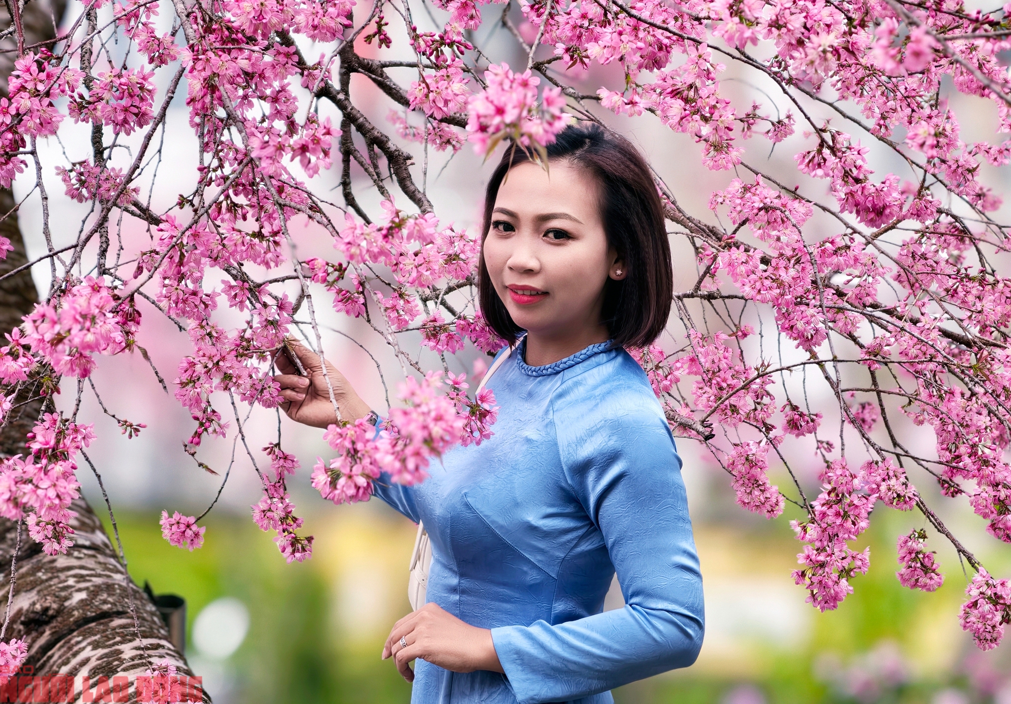 Cây mai anh đào "siêu hot" ở Đà Lạt, hàng trăm người chờ check-in mỗi ngày - Ảnh 13.