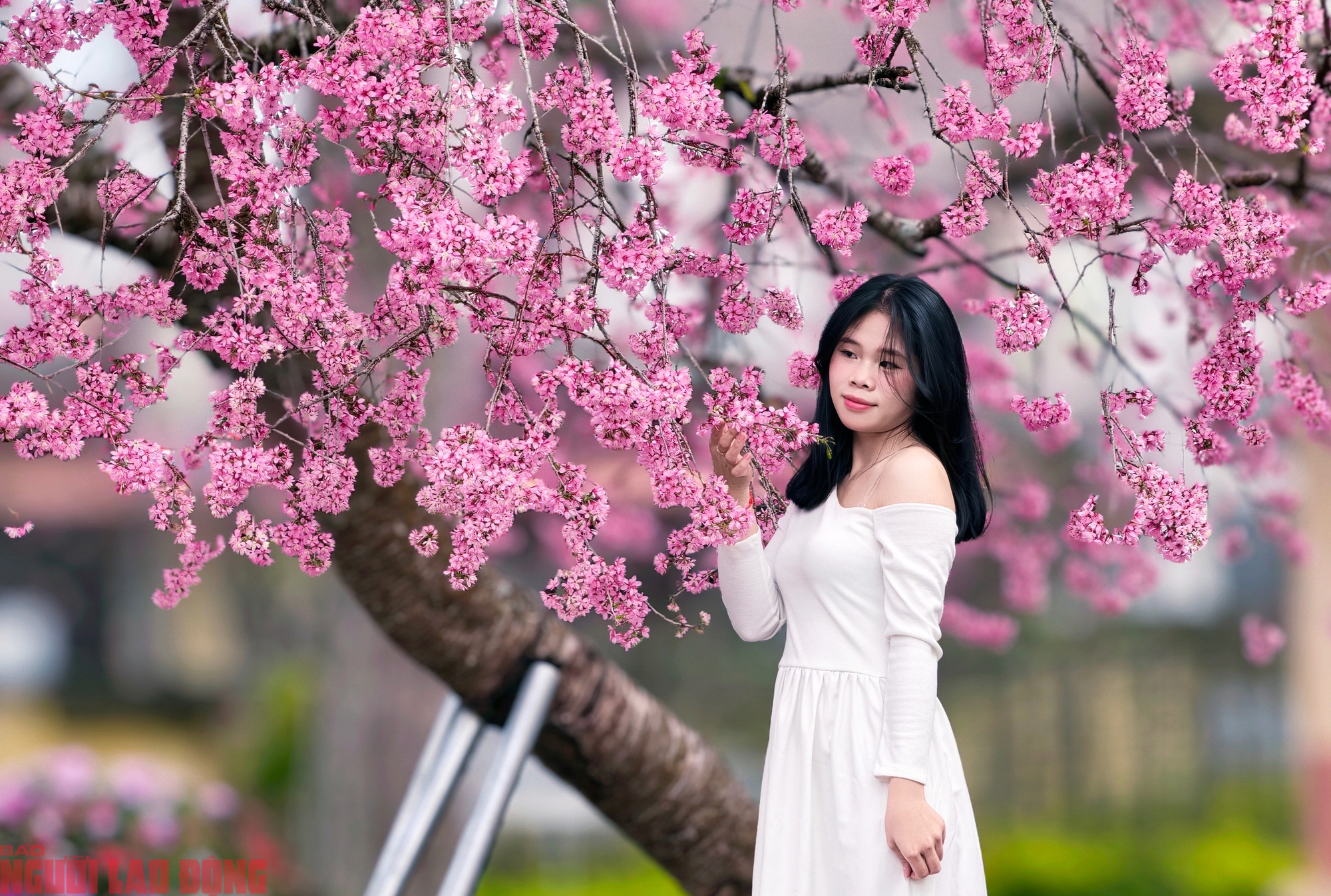 Cây mai anh đào "siêu hot" ở Đà Lạt, hàng trăm người chờ check-in mỗi ngày - Ảnh 14.