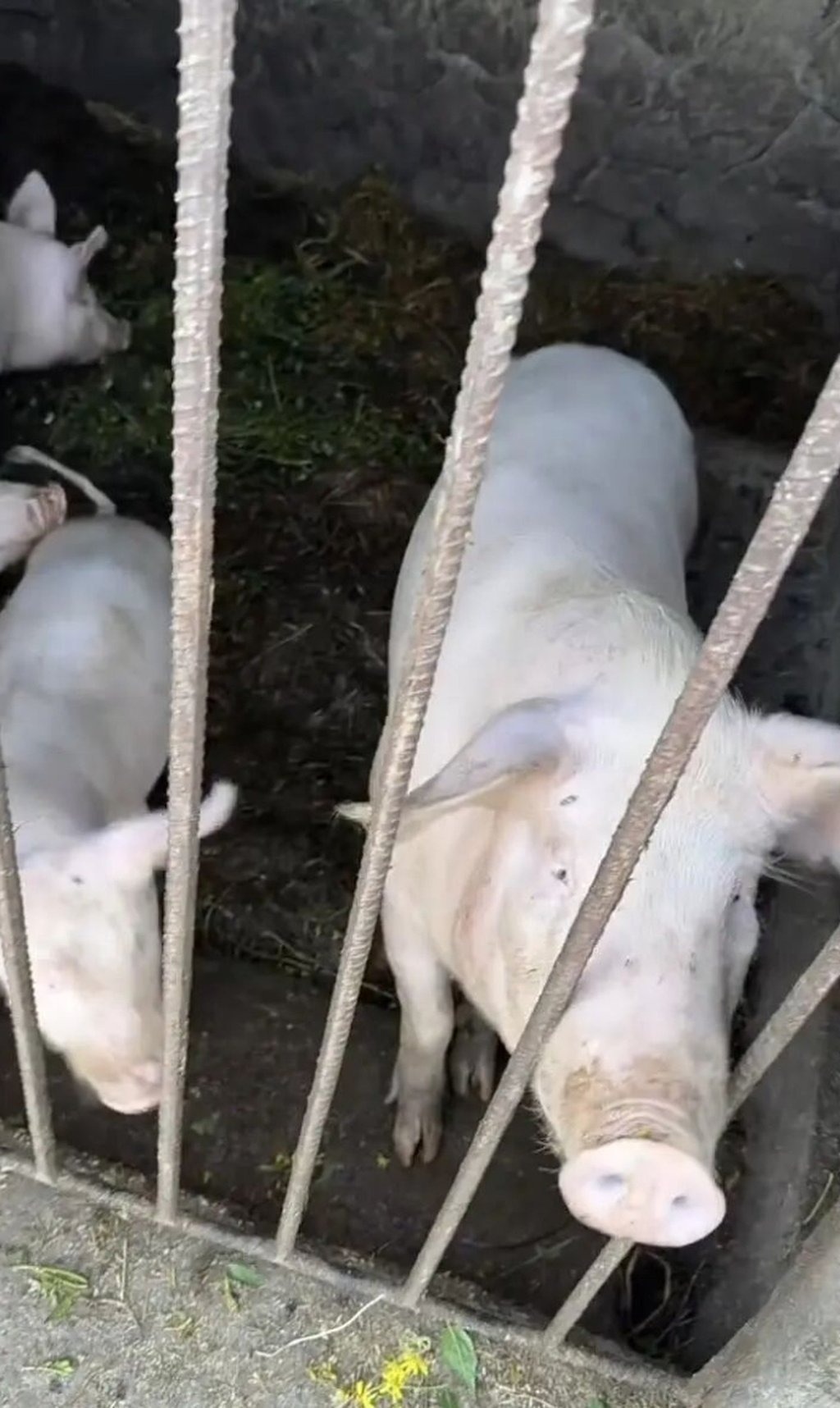 Người phụ nữ Trung Quốc g&acirc;y sốt khi tay kh&ocirc;ng thắng 22 cuộc thi bắt lợn chỉ trong một năm - Ảnh 4.