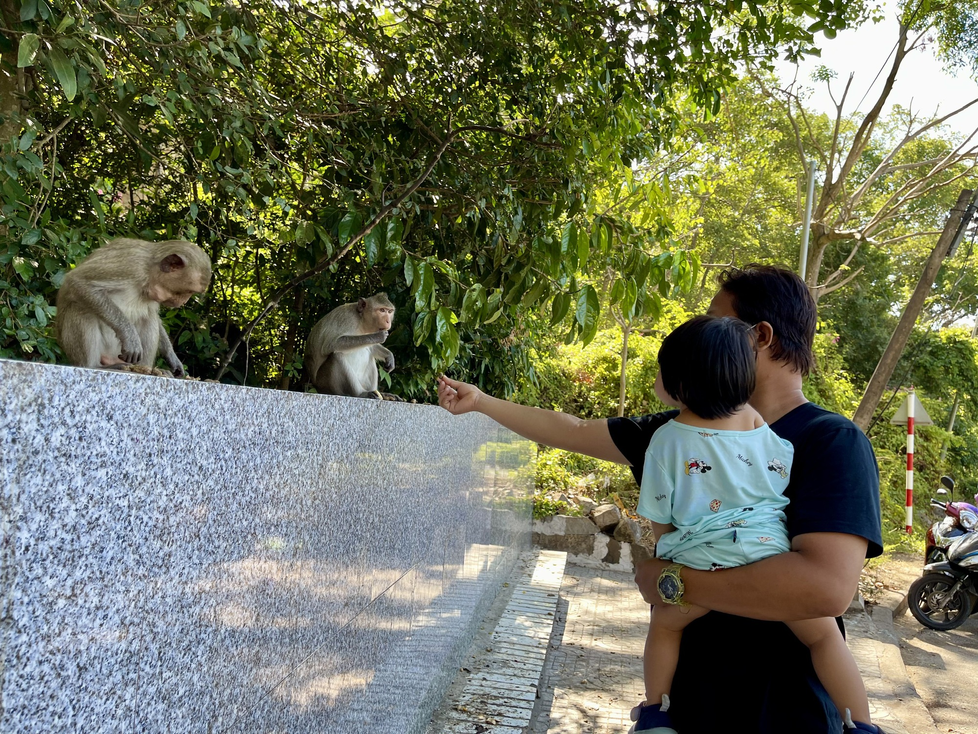 Khỉ tấn công người đi bộ tại TPHCM: Cảnh báo an toàn cho người dân - Ảnh 5. Khỉ tấn công người đi bộ tại TPHCM: Cảnh báo an toàn cho người dân - Ảnh 5.