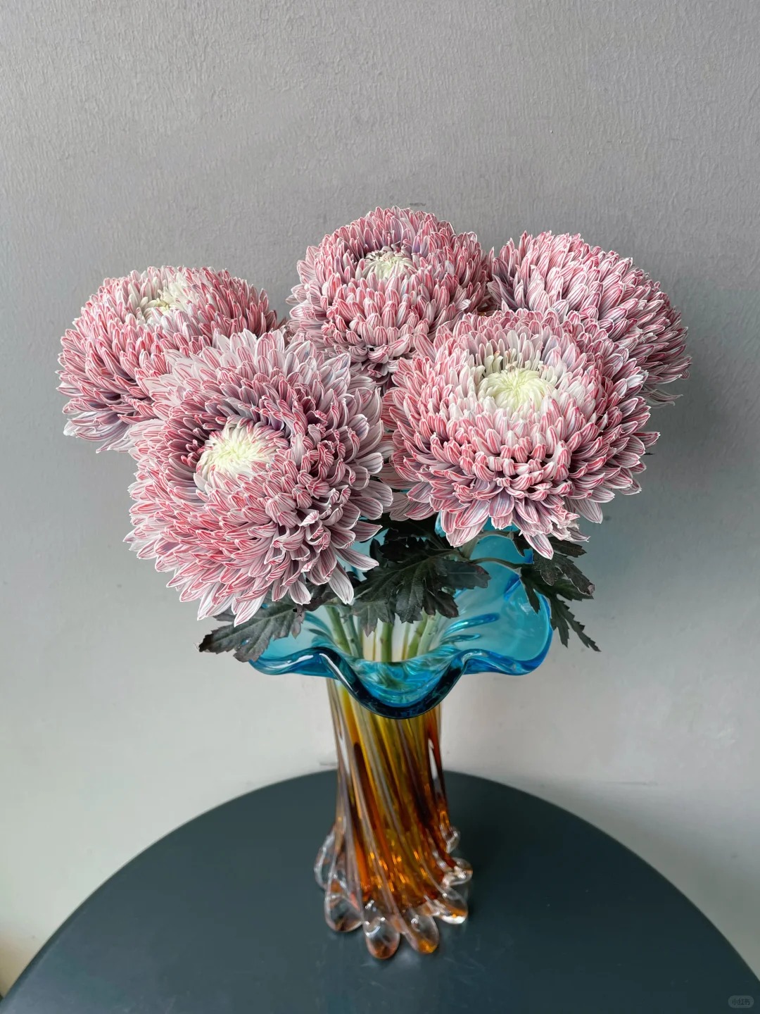 Chi hơn 300k mua cúc mẫu đơn khổng lồ cho phòng khách ngày Tết 2026 - Ảnh 14.