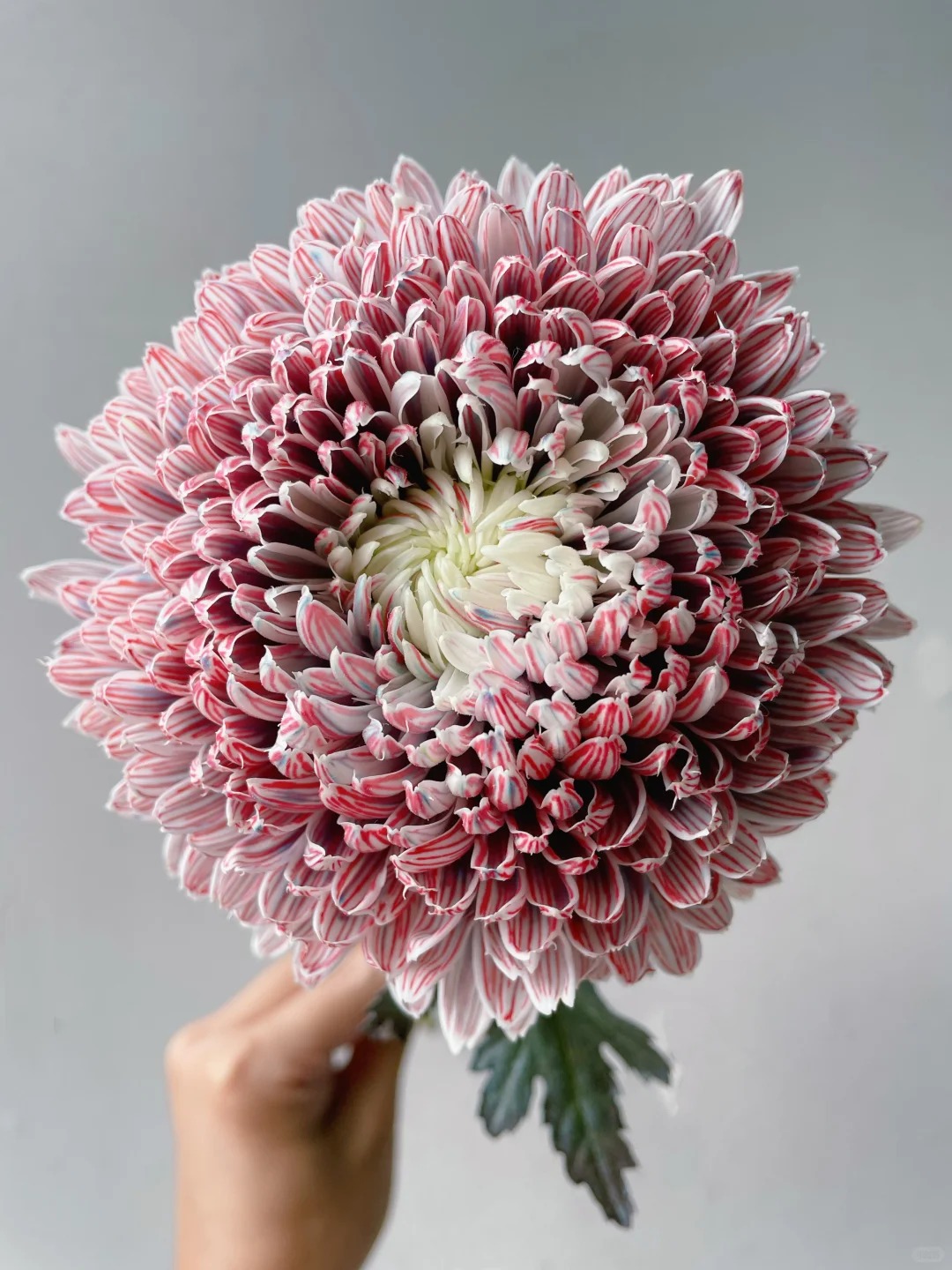 Chi hơn 300k mua cúc mẫu đơn khổng lồ cho phòng khách ngày Tết 2026 - Ảnh 27.