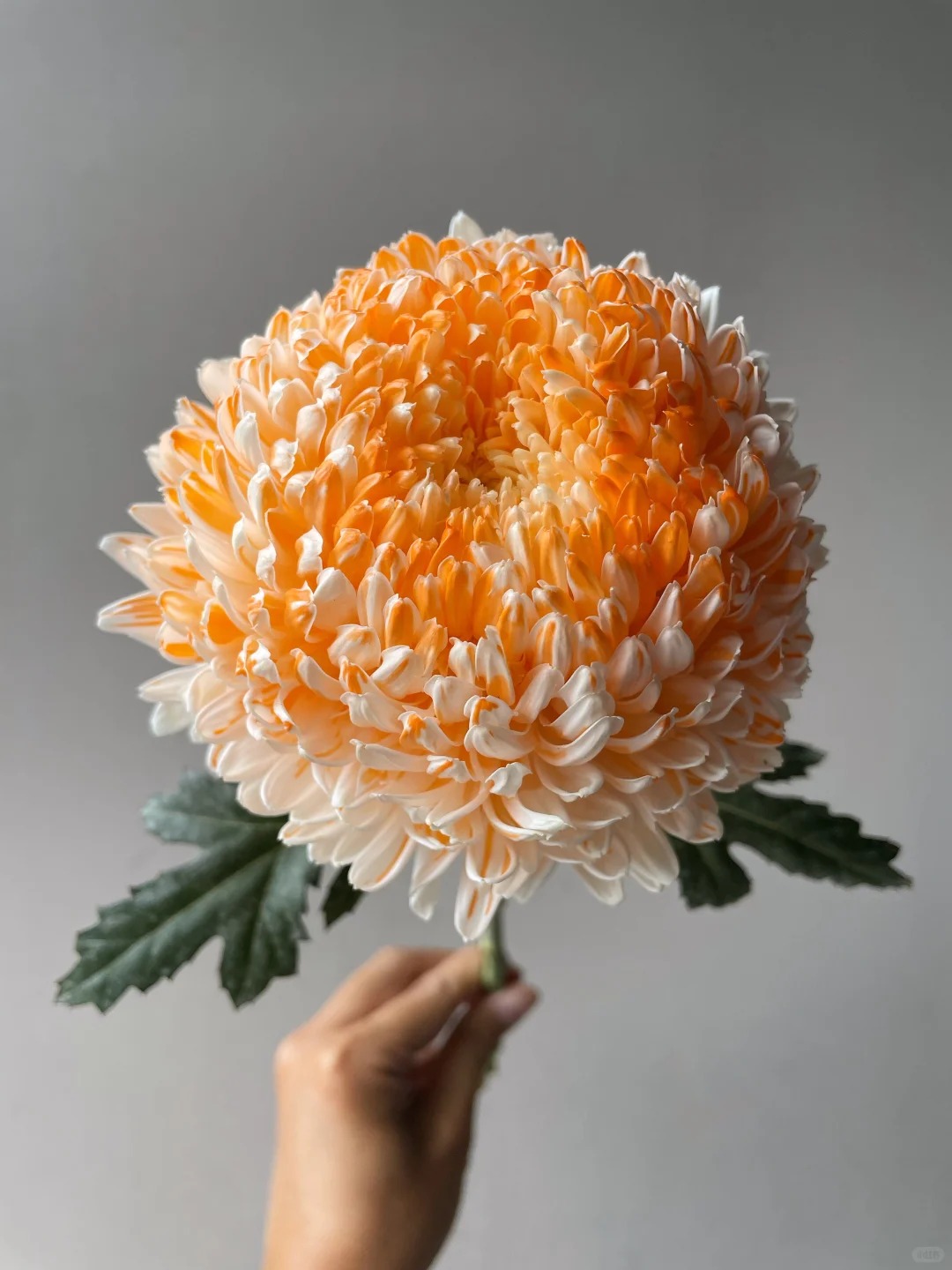 Chi hơn 300k mua cúc mẫu đơn khổng lồ cho phòng khách ngày Tết 2026 - Ảnh 28.