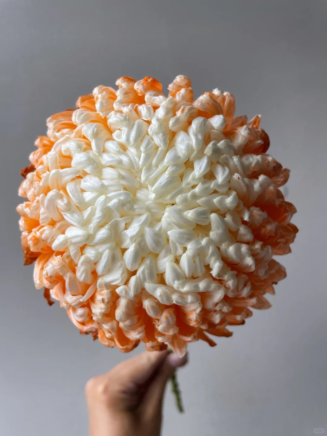 Chi hơn 300k mua cúc mẫu đơn khổng lồ cho phòng khách ngày Tết 2026 - Ảnh 26.