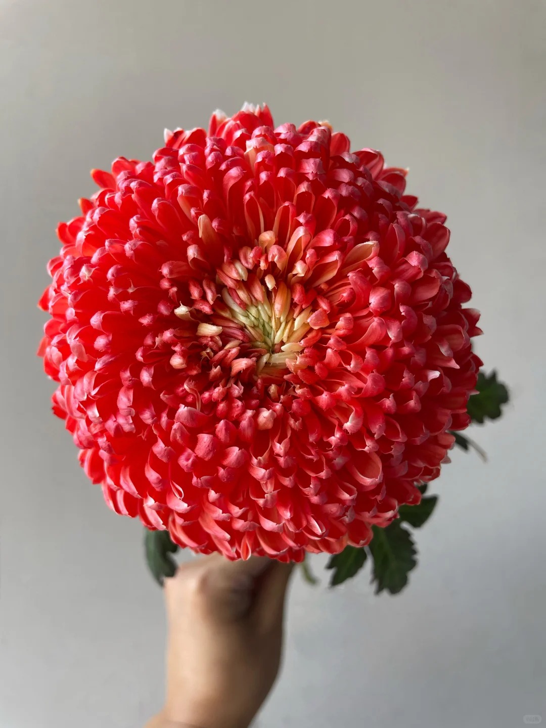 Chi hơn 300k mua cúc mẫu đơn khổng lồ cho phòng khách ngày Tết 2026 - Ảnh 29.