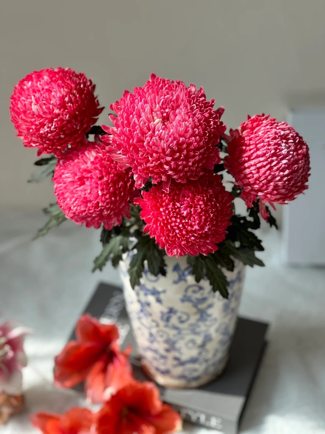 Chi hơn 300k mua cúc mẫu đơn khổng lồ cho phòng khách ngày Tết 2026 - Ảnh 23.