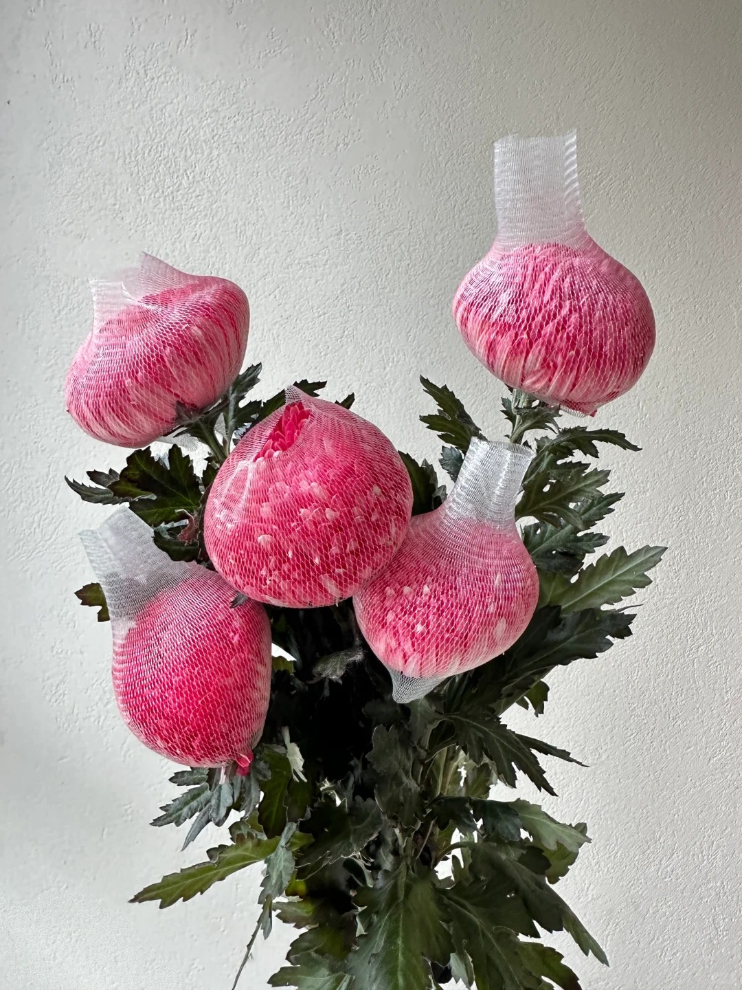 Chi hơn 300k mua cúc mẫu đơn khổng lồ cho phòng khách ngày Tết 2026 - Ảnh 31.