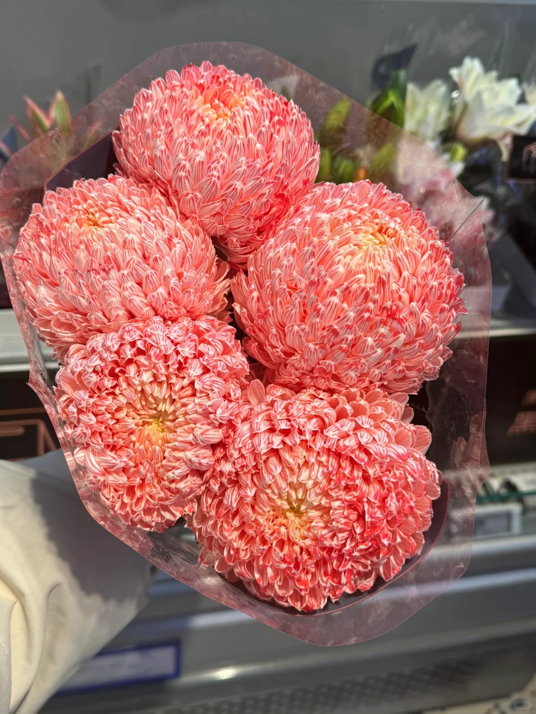 Chi hơn 300k mua cúc mẫu đơn khổng lồ cho phòng khách ngày Tết 2026 - Ảnh 8.