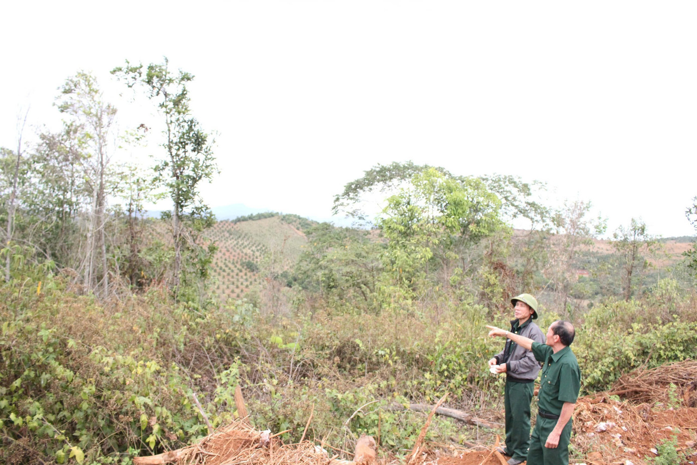 Tuy&ecirc;n &aacute;n đối với 6 cựu chiến binh k&ecirc;u oan về tội hủy họai rừng tại L&acirc;m Đồng - Ảnh 2.