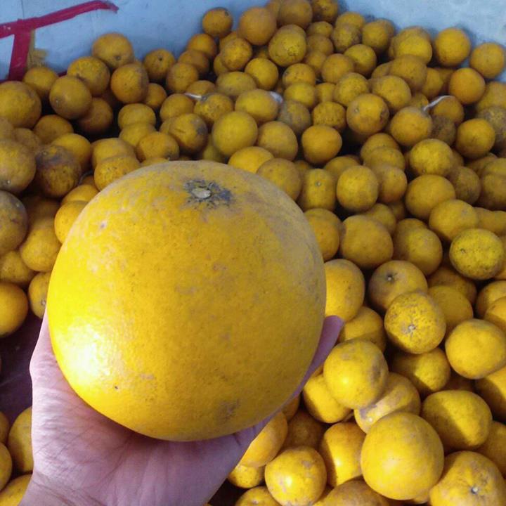 Loại quả hot nhất Tết để 2 th&aacute;ng kh&ocirc;ng mốc, kh&ocirc;ng hỏng, c&agrave;ng l&acirc;u c&agrave;ng ngon ngọt- Ảnh 2.