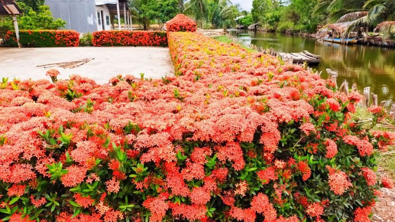 Loài hoa chơi Tết bền cả tháng, nở đẹp mỹ miều: 1 ngày ngắm 24 giờ không thấy chán- Ảnh 3.