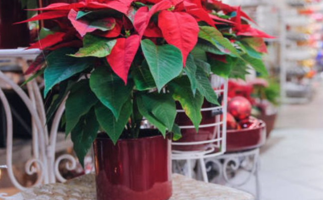 3 Loại Cây Nên Trồng Trong Năm Bính Ngọ- Ảnh 3. 3 Loại Cây Nên Trồng Trong Năm Bính Ngọ- Ảnh 3.