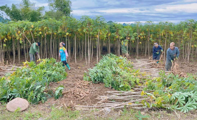 Không phải gạo hay sầu riêng, 'vàng dưới lòng đất' của Việt Nam được Trung Quốc săn lùng đến 94%: Giá xuất khẩu lao dốc mạnh, nước ta sản xuất 18 triệu tấn mỗi năm - Ảnh 1.