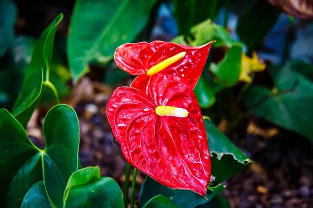 3 Loại Cây Nên Trồng Trong Năm Bính Ngọ- Ảnh 1. 3 Loại Cây Nên Trồng Trong Năm Bính Ngọ- Ảnh 1.