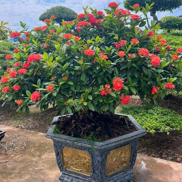 Loài hoa chơi Tết bền cả tháng, nở đẹp mỹ miều: 1 ngày ngắm 24 giờ không thấy chán- Ảnh 2.