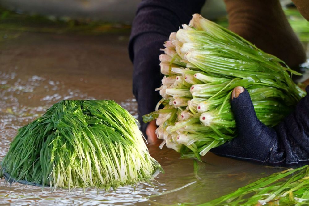 Đặc sản trời cho miền Tây, cả nước trầm trồ- Ảnh 4.