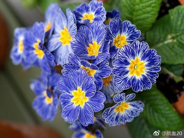 "Cực phẩm" chưng Tết lạ mắt với vẻ đẹp ma mị, nhìn qua tưởng hoa giả mà lại thơm ngát hương xuân- Ảnh 2.