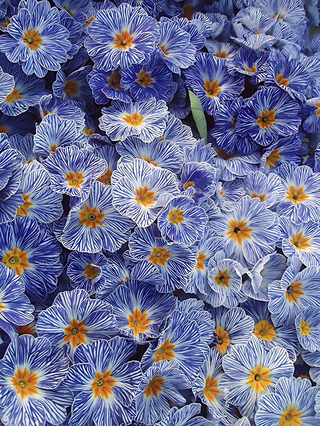 "Cực phẩm" chưng Tết lạ mắt với vẻ đẹp ma mị, nhìn qua tưởng hoa giả mà lại thơm ngát hương xuân- Ảnh 7.