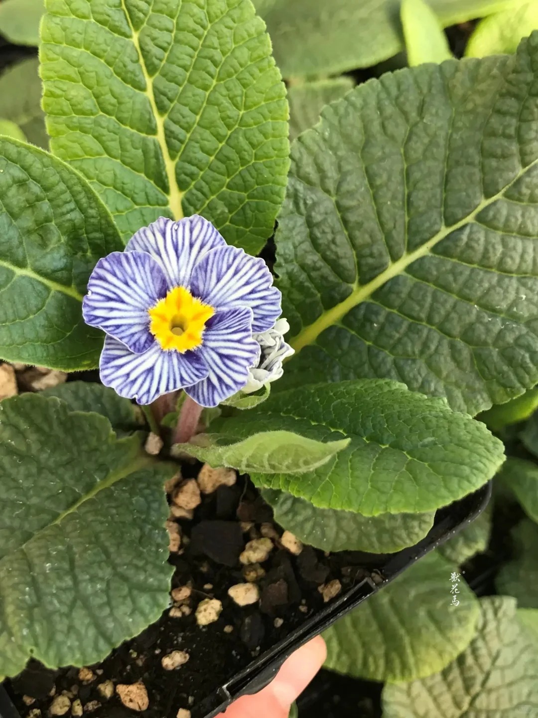 "Cực phẩm" chưng Tết lạ mắt với vẻ đẹp ma mị, nhìn qua tưởng hoa giả mà lại thơm ngát hương xuân- Ảnh 30.