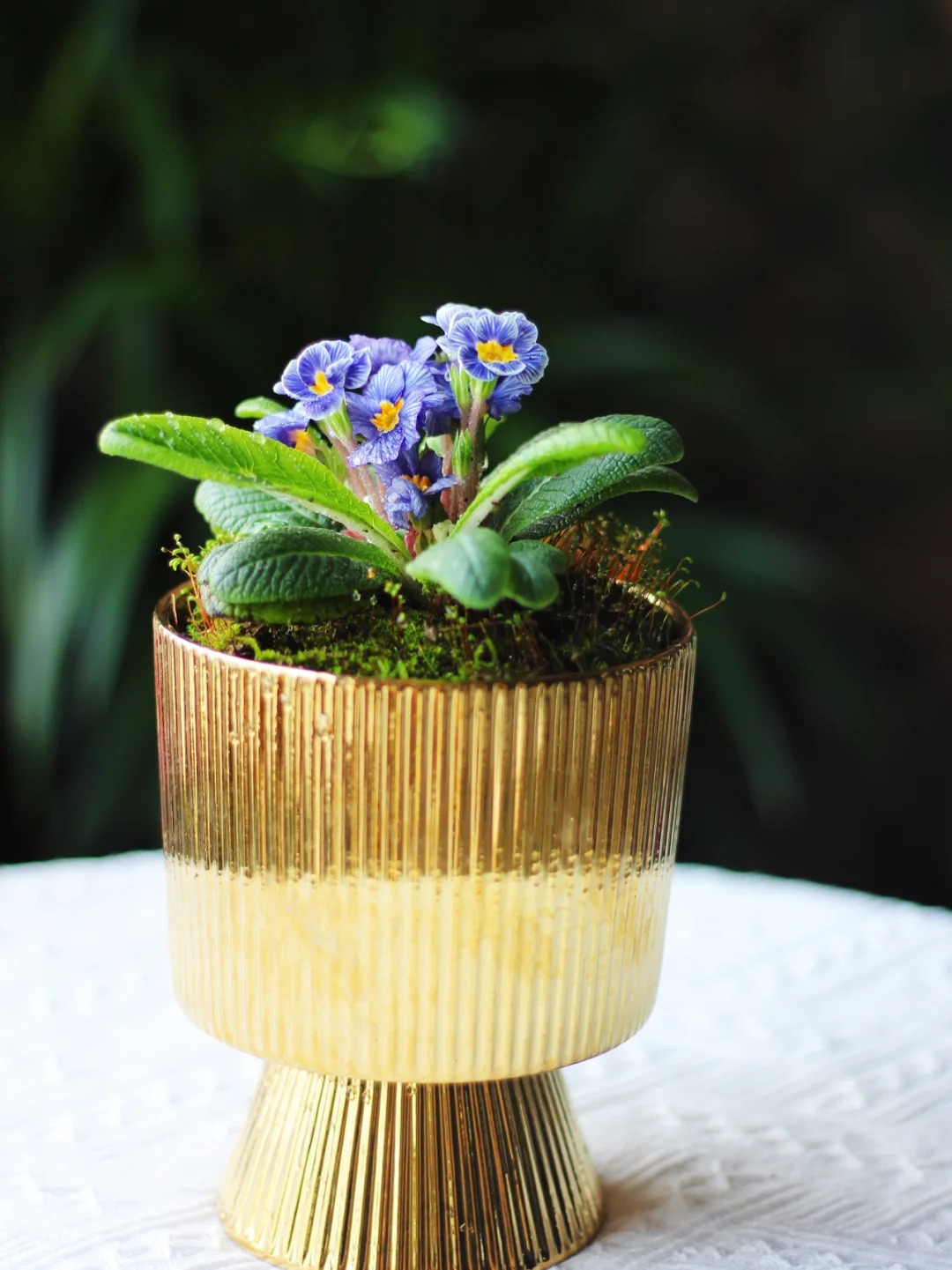 "Cực phẩm" chưng Tết lạ mắt với vẻ đẹp ma mị, nhìn qua tưởng hoa giả mà lại thơm ngát hương xuân- Ảnh 16.