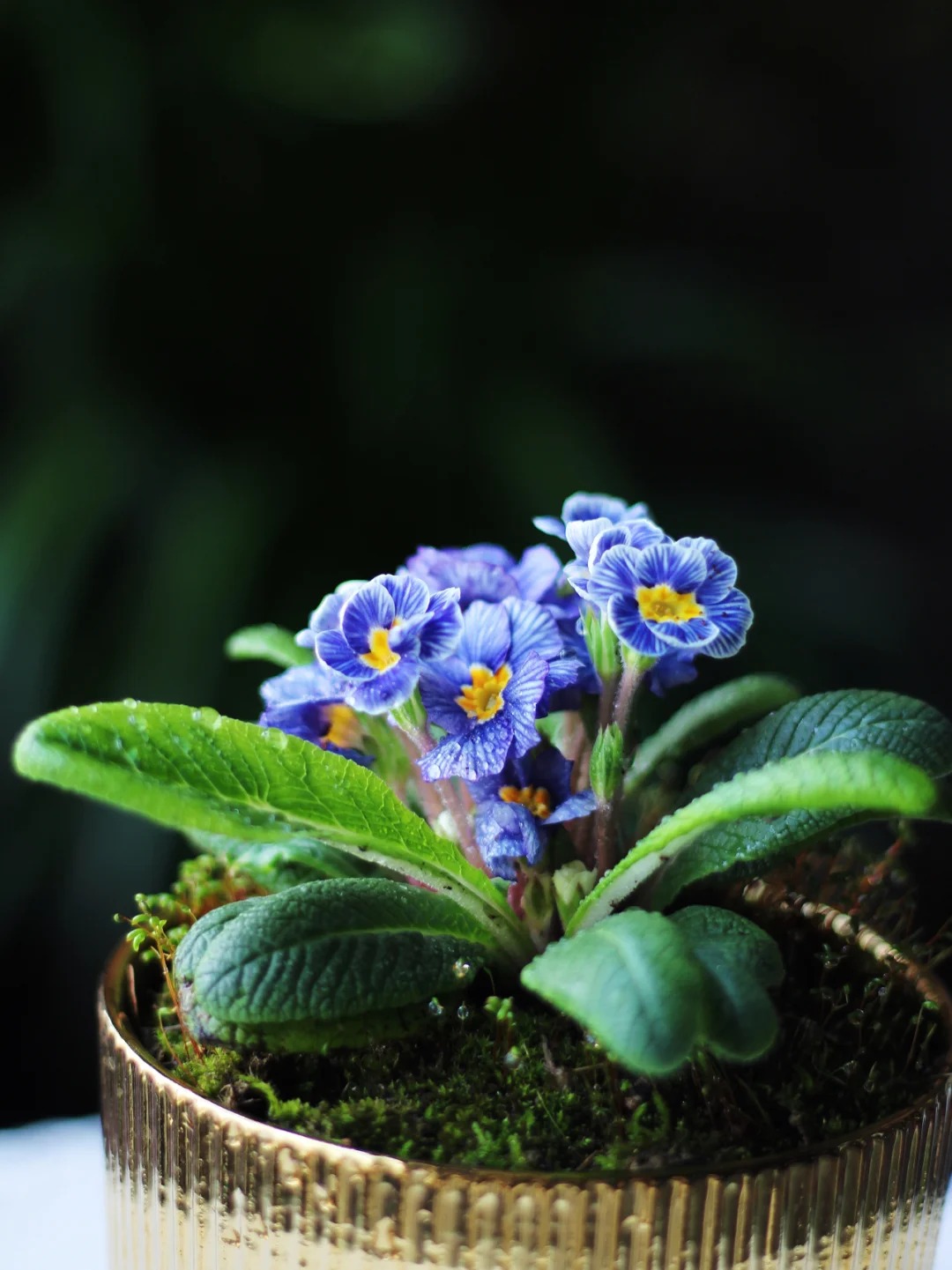 "Cực phẩm" chưng Tết lạ mắt với vẻ đẹp ma mị, nhìn qua tưởng hoa giả mà lại thơm ngát hương xuân- Ảnh 17.