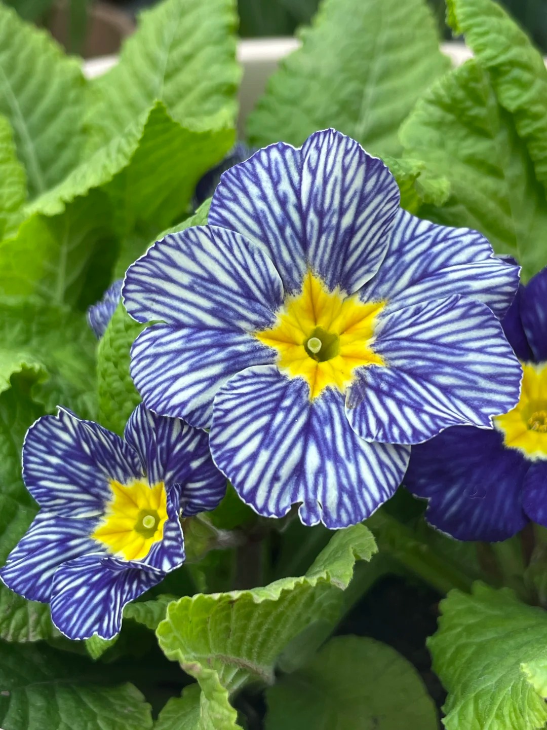 "Cực phẩm" chưng Tết lạ mắt với vẻ đẹp ma mị, nhìn qua tưởng hoa giả mà lại thơm ngát hương xuân- Ảnh 20.