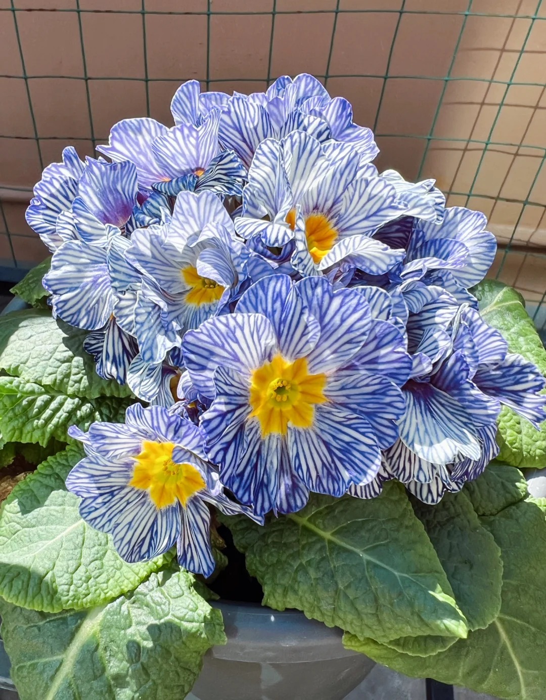 "Cực phẩm" chưng Tết lạ mắt với vẻ đẹp ma mị, nhìn qua tưởng hoa giả mà lại thơm ngát hương xuân- Ảnh 9.