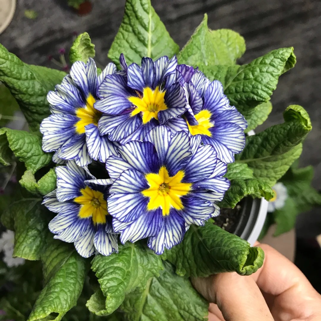 "Cực phẩm" chưng Tết lạ mắt với vẻ đẹp ma mị, nhìn qua tưởng hoa giả mà lại thơm ngát hương xuân- Ảnh 12.