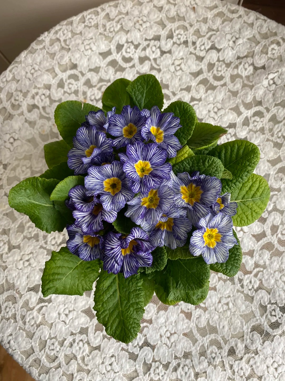 "Cực phẩm" chưng Tết lạ mắt với vẻ đẹp ma mị, nhìn qua tưởng hoa giả mà lại thơm ngát hương xuân- Ảnh 26.