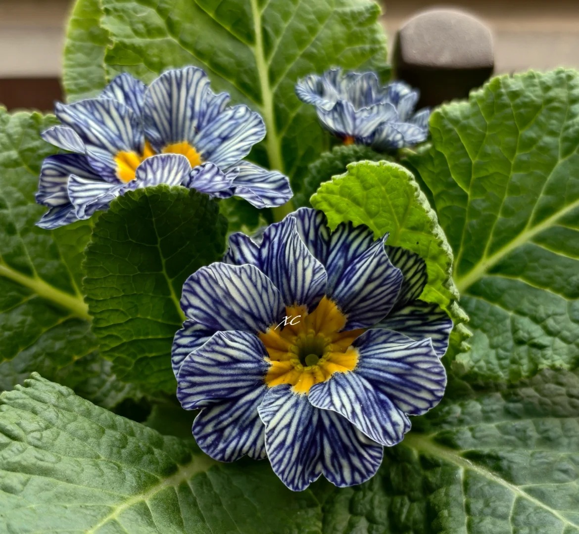 "Cực phẩm" chưng Tết lạ mắt với vẻ đẹp ma mị, nhìn qua tưởng hoa giả mà lại thơm ngát hương xuân- Ảnh 14.