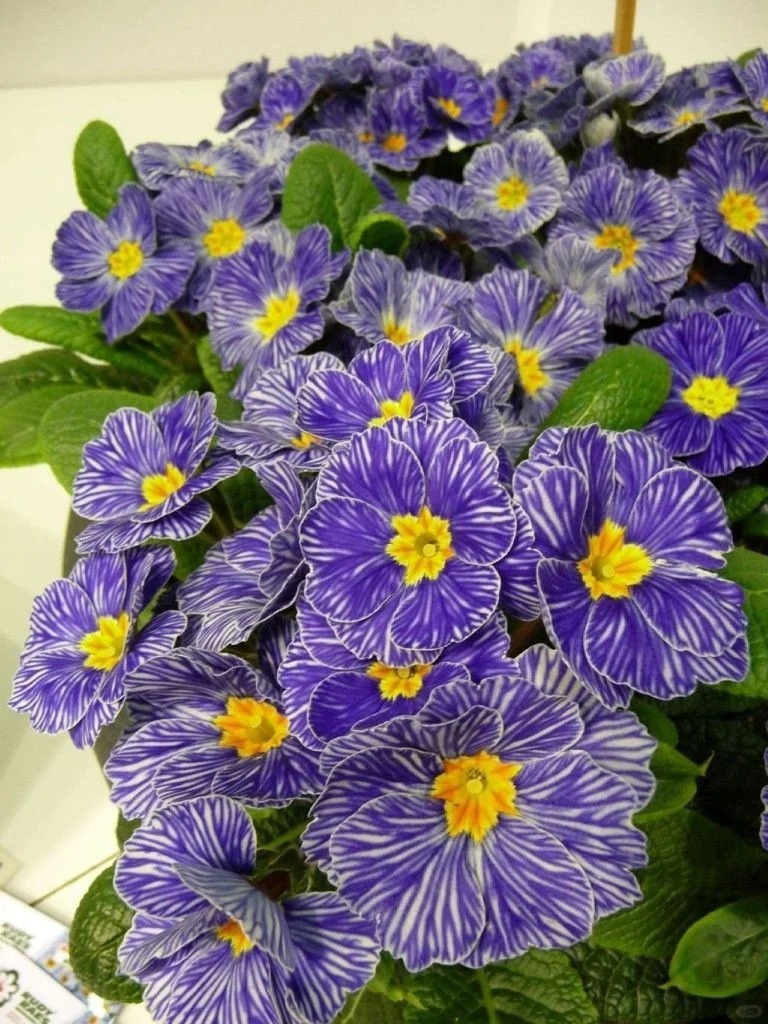 "Cực phẩm" chưng Tết lạ mắt với vẻ đẹp ma mị, nhìn qua tưởng hoa giả mà lại thơm ngát hương xuân- Ảnh 5.