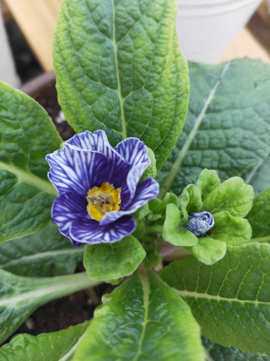 "Cực phẩm" chưng Tết lạ mắt với vẻ đẹp ma mị, nhìn qua tưởng hoa giả mà lại thơm ngát hương xuân- Ảnh 29.