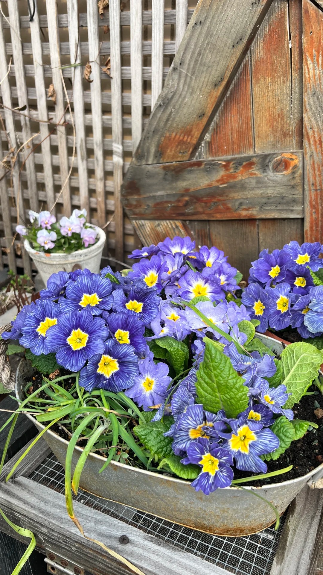 "Cực phẩm" chưng Tết lạ mắt với vẻ đẹp ma mị, nhìn qua tưởng hoa giả mà lại thơm ngát hương xuân- Ảnh 23.