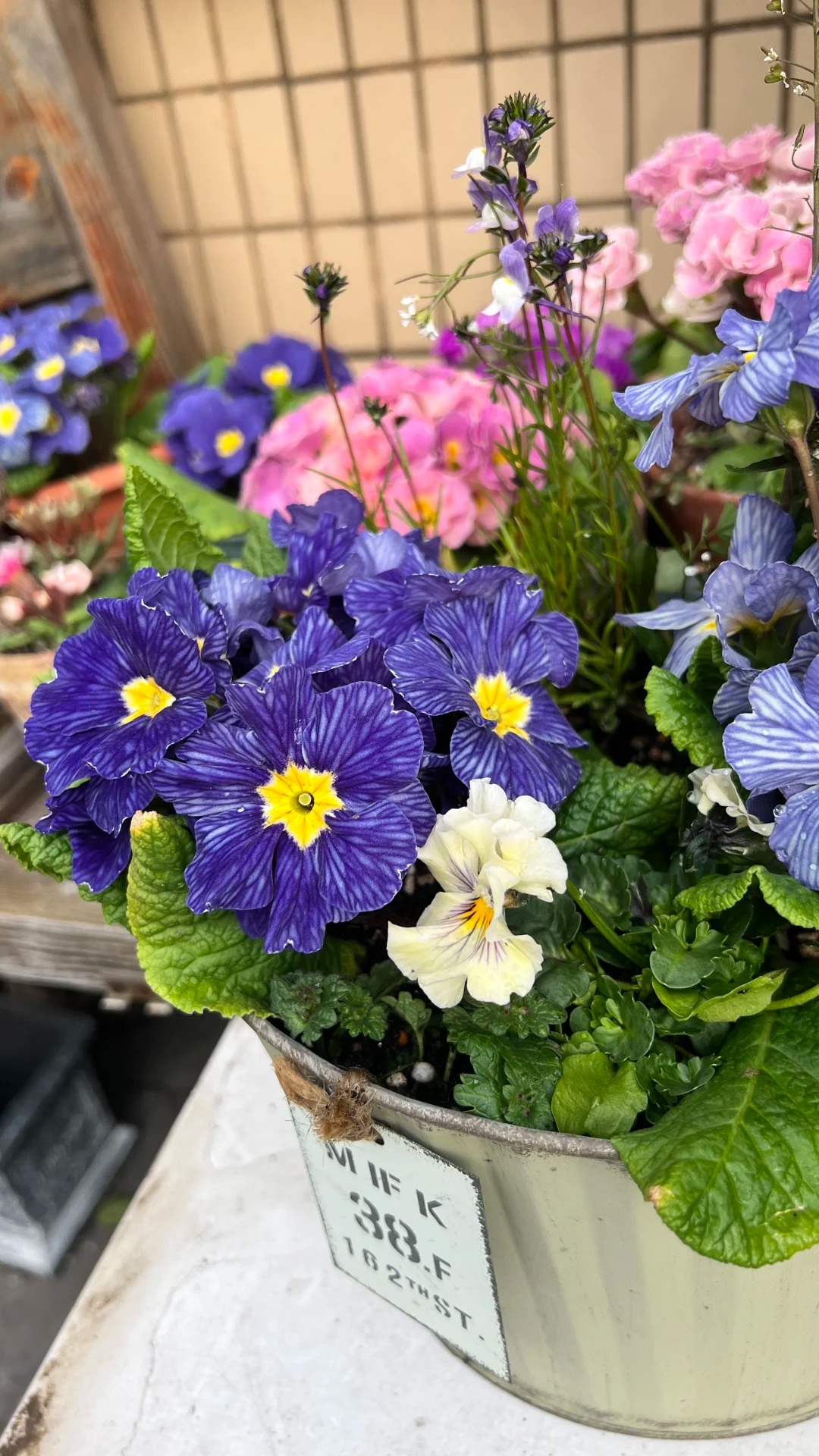 "Cực phẩm" chưng Tết lạ mắt với vẻ đẹp ma mị, nhìn qua tưởng hoa giả mà lại thơm ngát hương xuân- Ảnh 24.